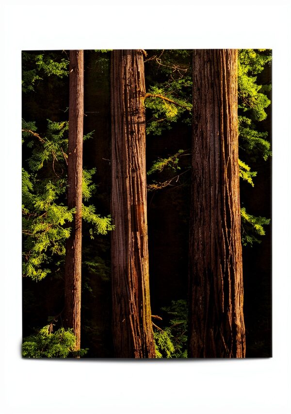 Sierra Club Redwoods Book Parkland Redwood Creek Nature
